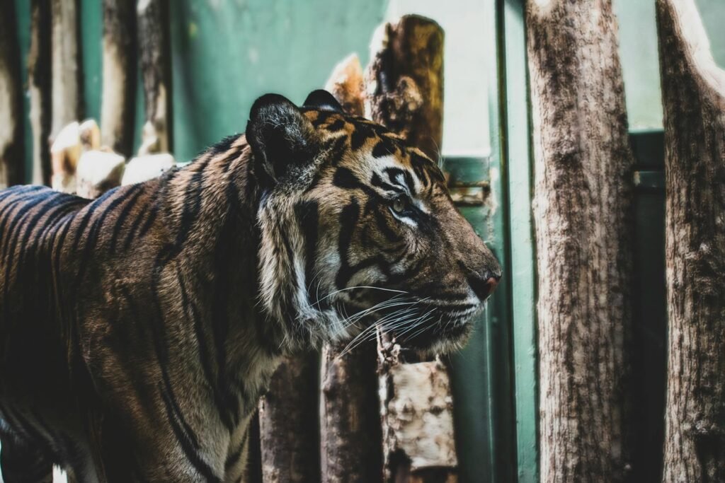 culture: Stunning close-up of a Bengal tiger prowling in its zoo enclosure, showcasing its majestic presence.