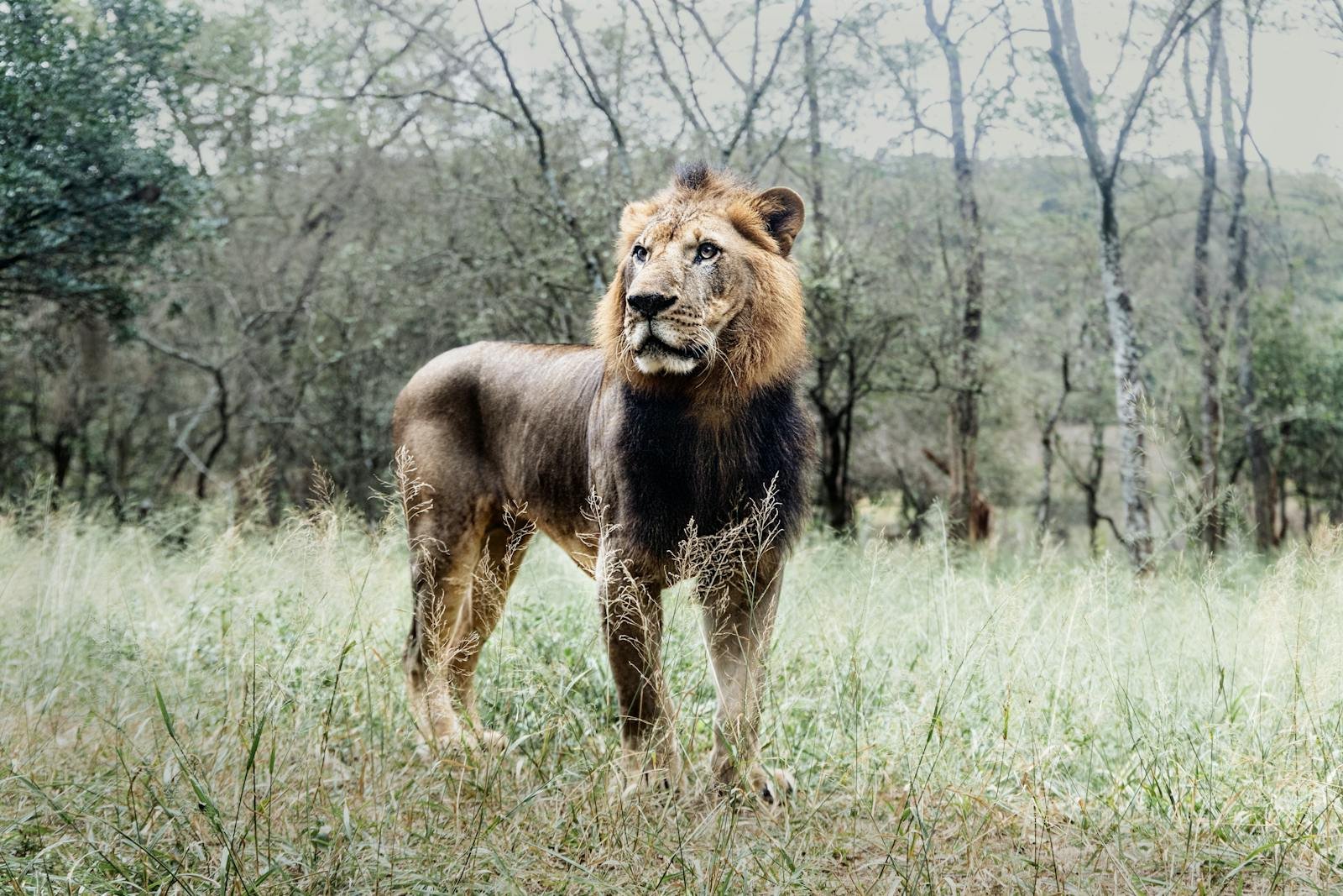 Photo by Gibson G. Wairagu A stunning lion king stands proudly in the green fields of the African savanna.