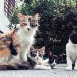 A calico mother cat sitting on a pavement with her three kittens of various colors, surrounded by greenery in an outdoor setting.