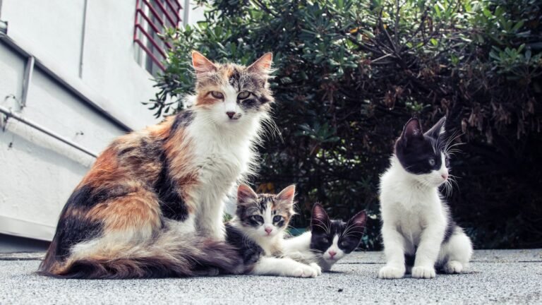 A calico mother cat sitting on a pavement with her three kittens of various colors, surrounded by greenery in an outdoor setting.