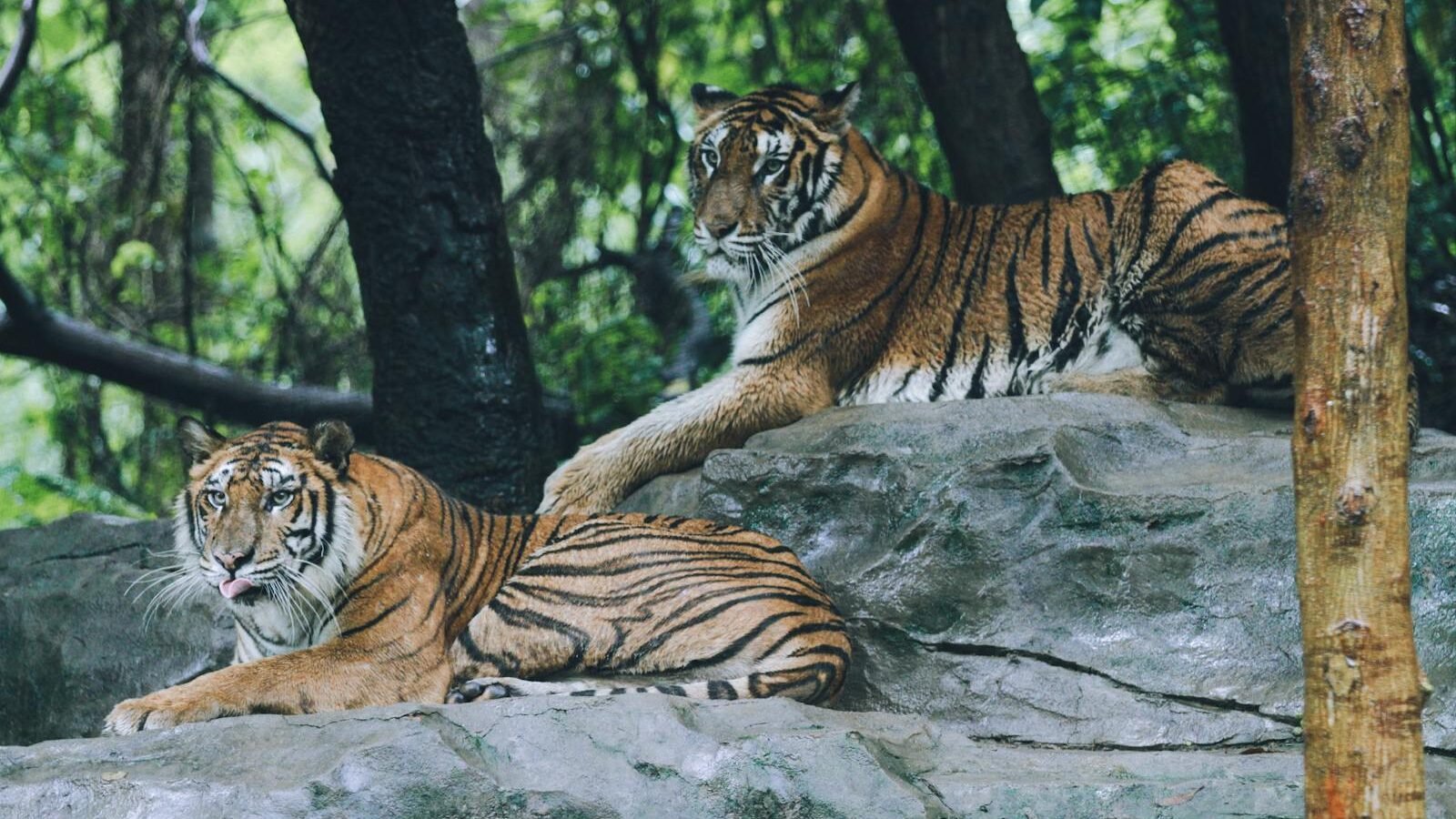 Two majestic tigers resting on large rocks in a forested area, surrounded by trees and greenery.