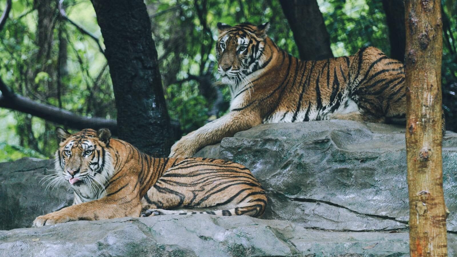 Two Bengal tigers resting on rocky terrain in a forested area, surrounded by lush greenery and trees, embodying the beauty of big cat wildlife.