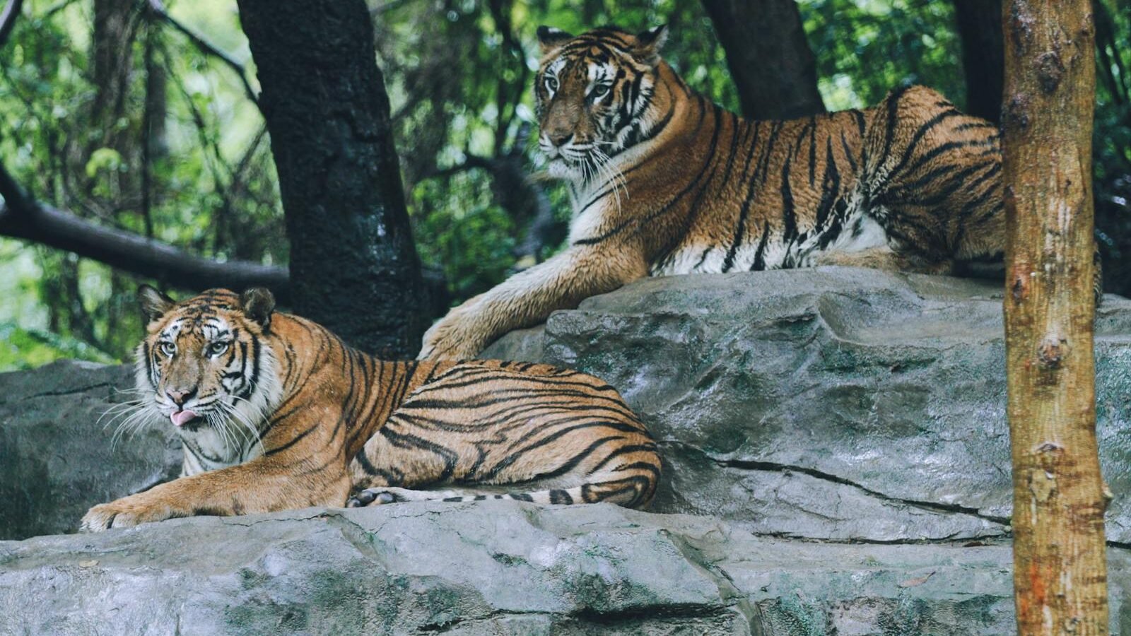 Two Bengal tigers resting on large rocks in a forested environment. The big cats are relaxed, surrounded by dense trees and natural greenery, showcasing their orange and black striped coats.