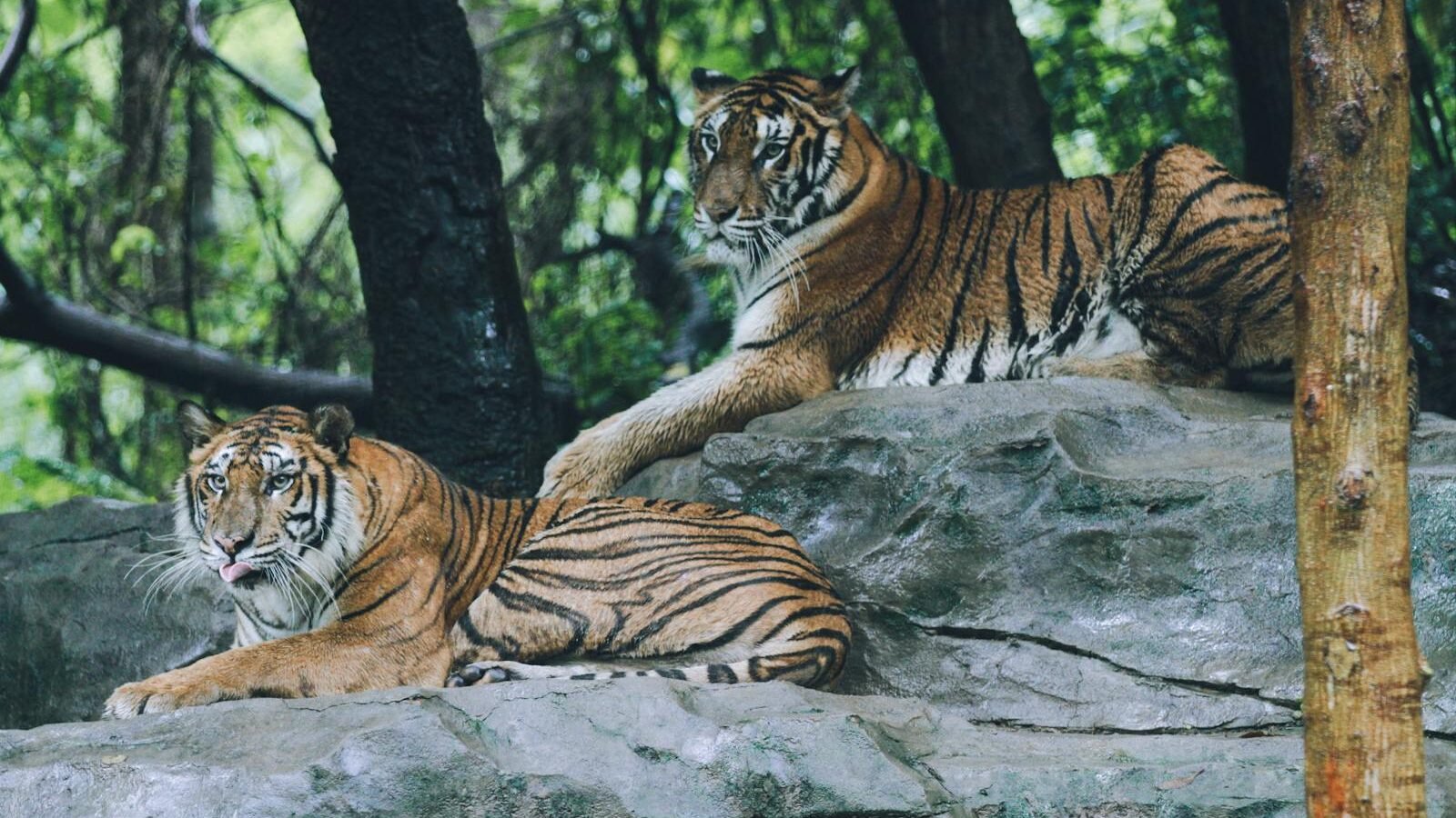Two Bengal tigers resting on large rocks in a lush, forested environment, with one tiger lying down and the other sitting upright, surrounded by greenery.
