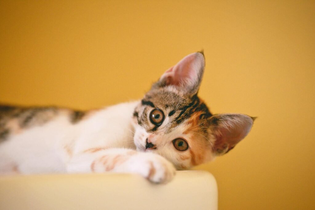 A tabby cat lying on a soft beige blanket, gazing intently with bright green eyes, showcasing a calm and relaxed posture.