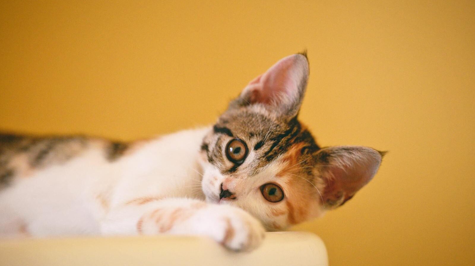 A playful calico kitten resting on a light surface, looking curiously at the camera against a warm yellow background.