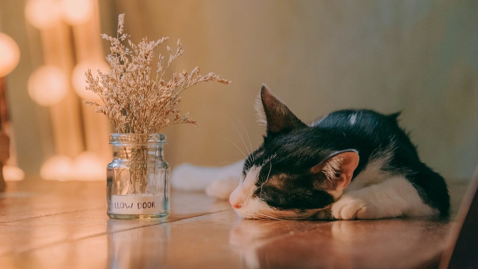A black-and-white kitten peacefully sleeping on a wooden table next to a small glass jar filled with dried flowers, illuminated by warm lighting