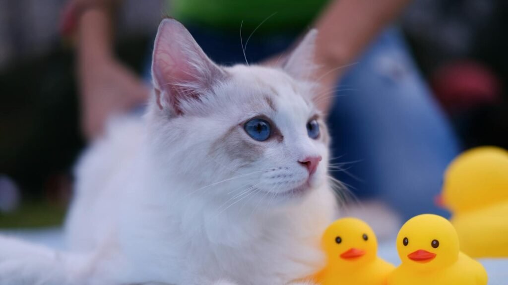 A fluffy Ragdoll cat with blue eyes lounging next to yellow rubber ducks, showcasing its calm and friendly nature