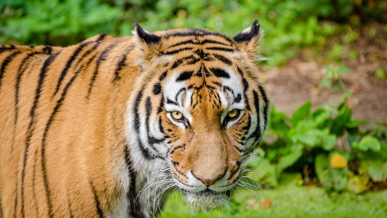 A majestic tiger with an orange and black striped coat, standing amidst lush greenery, gazing intently at the camera.