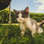 A curious kitten with white and gray fur sniffing a daisy in a lush green garden, with a bright blue sky in the background.