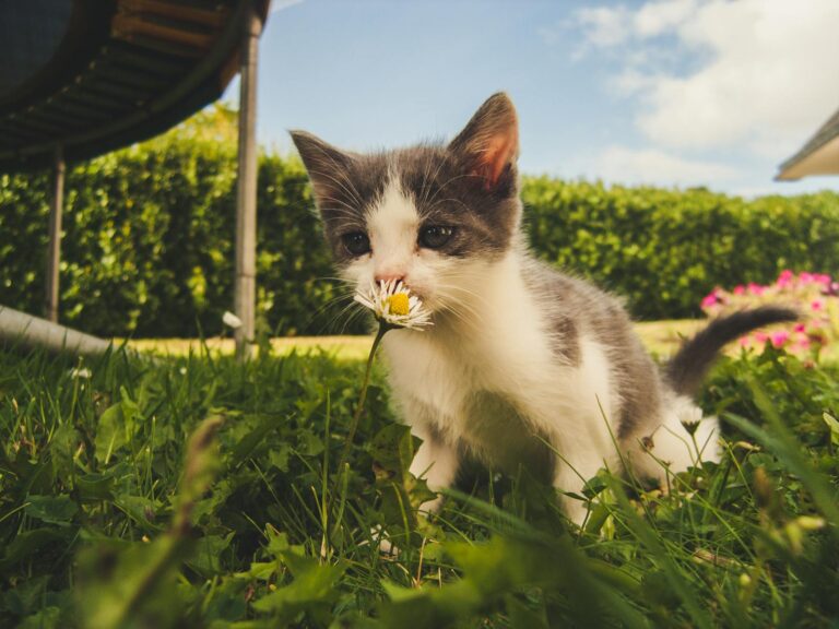 A curious kitten with white and gray fur sniffing a daisy in a lush green garden, with a bright blue sky in the background.