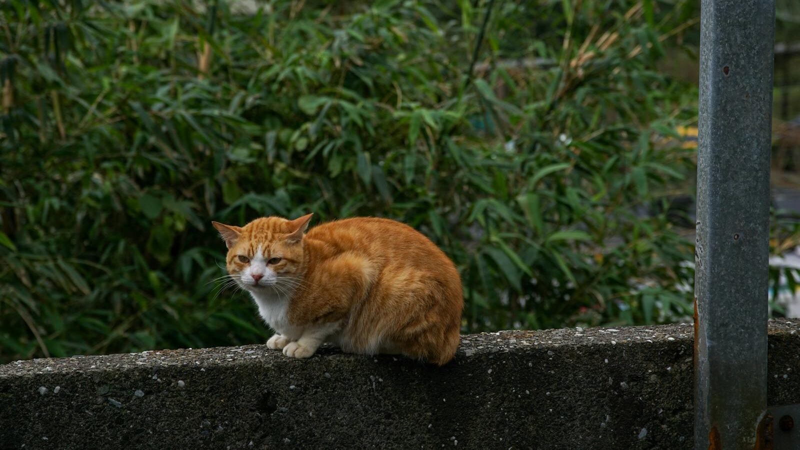 An orange-and-white cat sitting on a concrete wall with its eyes slightly squinted, ears tilted back, and body posture suggesting alertness or mild discomfort, surrounded by lush greenery.