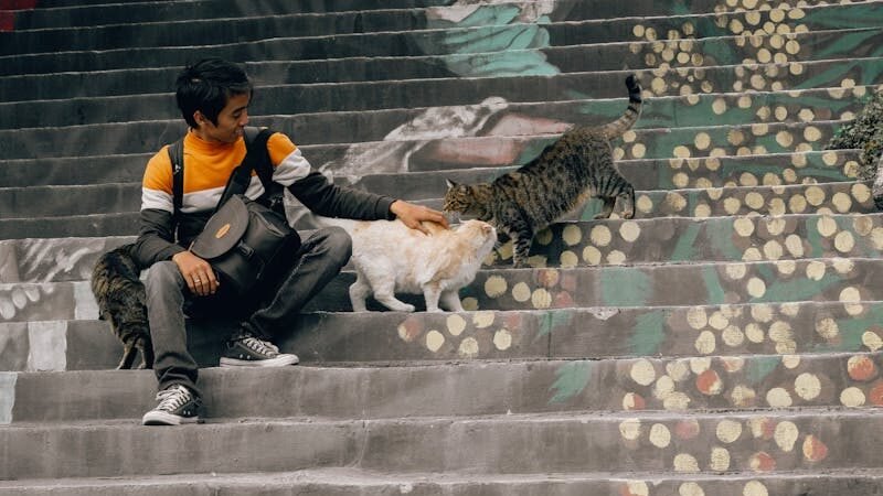 A person sitting on artistically painted outdoor steps, petting two friendly cats, with another cat nearby.
