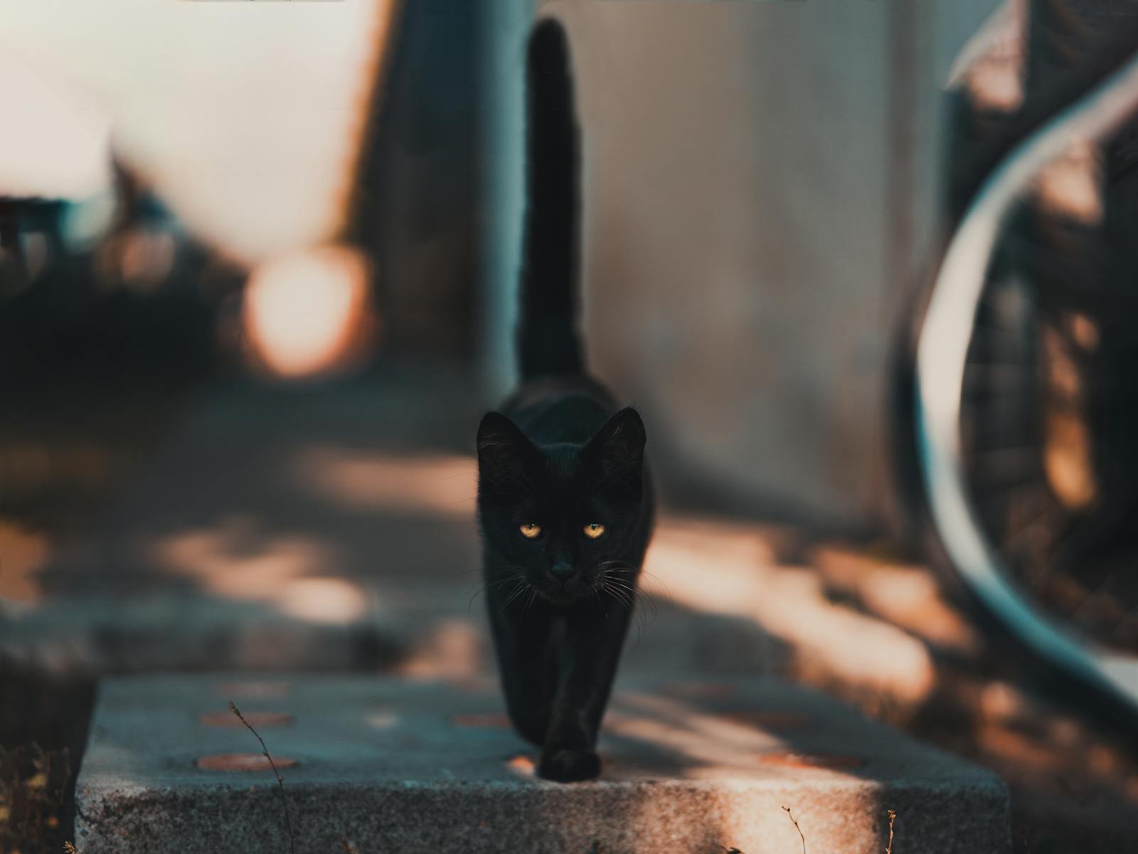 Photo by David Bartus Black cat: A sleek black cat walking confidently on a sunlit pathway, bathed in warm daylight.