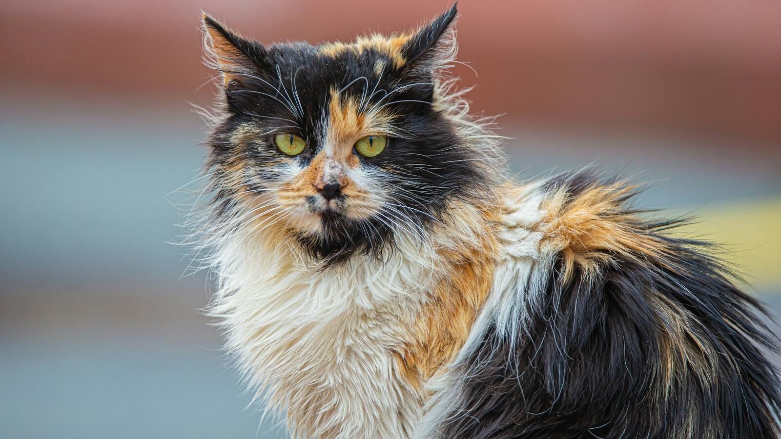 A striking calico cat with long fur and bright yellow-green eyes sitting outdoors, showcasing its vibrant multicolored coat and alert demeanor.