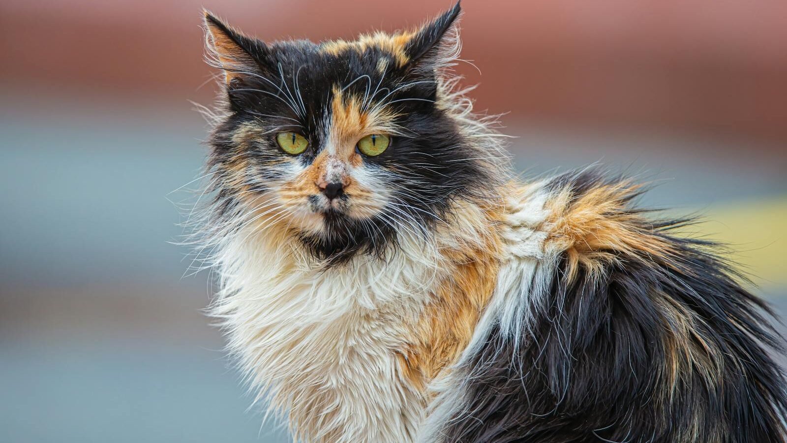 A long-haired calico cat with a striking mix of black, orange, and white fur, sitting outdoors and staring intently with bright green eyes.