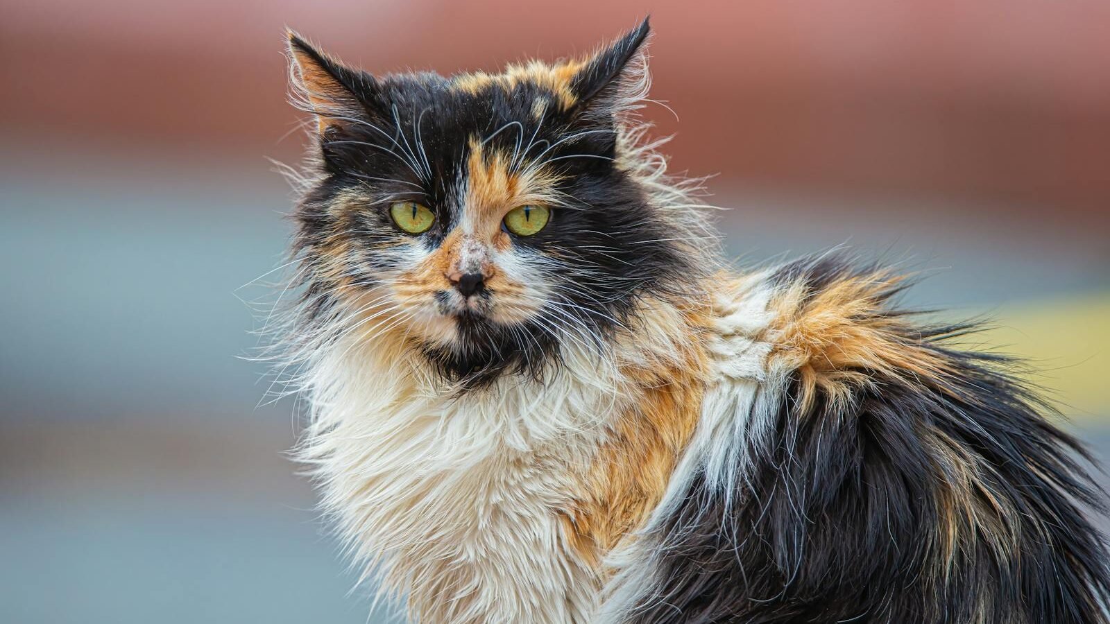 A fluffy calico cat with striking yellow-green eyes sitting outdoors, showcasing its thick, multicolored fur and an alert, sensitive expression.