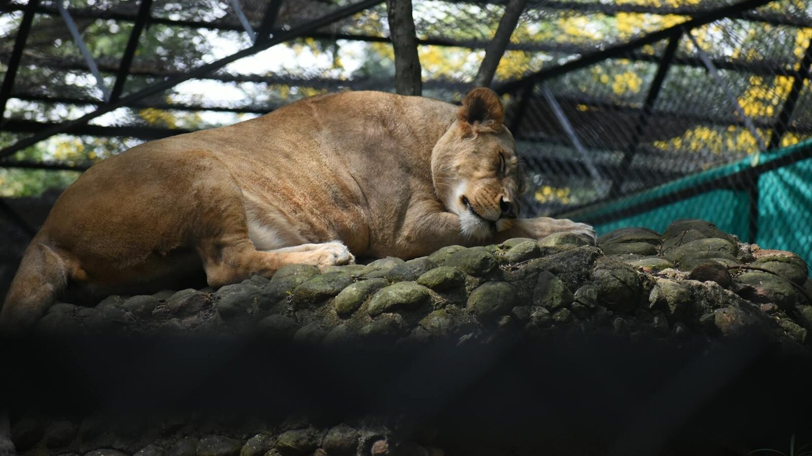 A lion resting on rocks inside a conservation enclosure, surrounded by protective fencing and trees in the background.