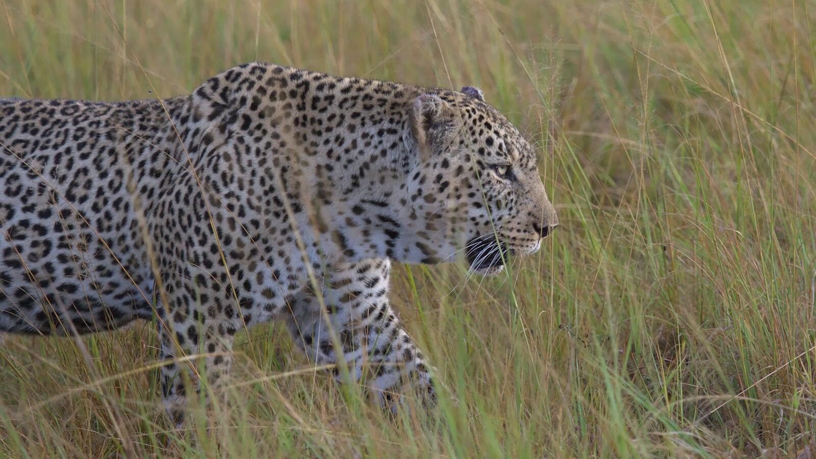 A stealthy leopard moving silently through tall grass, perfectly blending with its natural environment