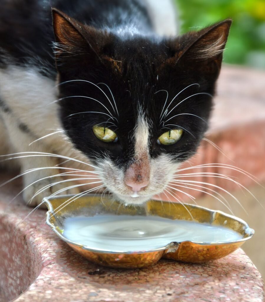 cat drinking milk