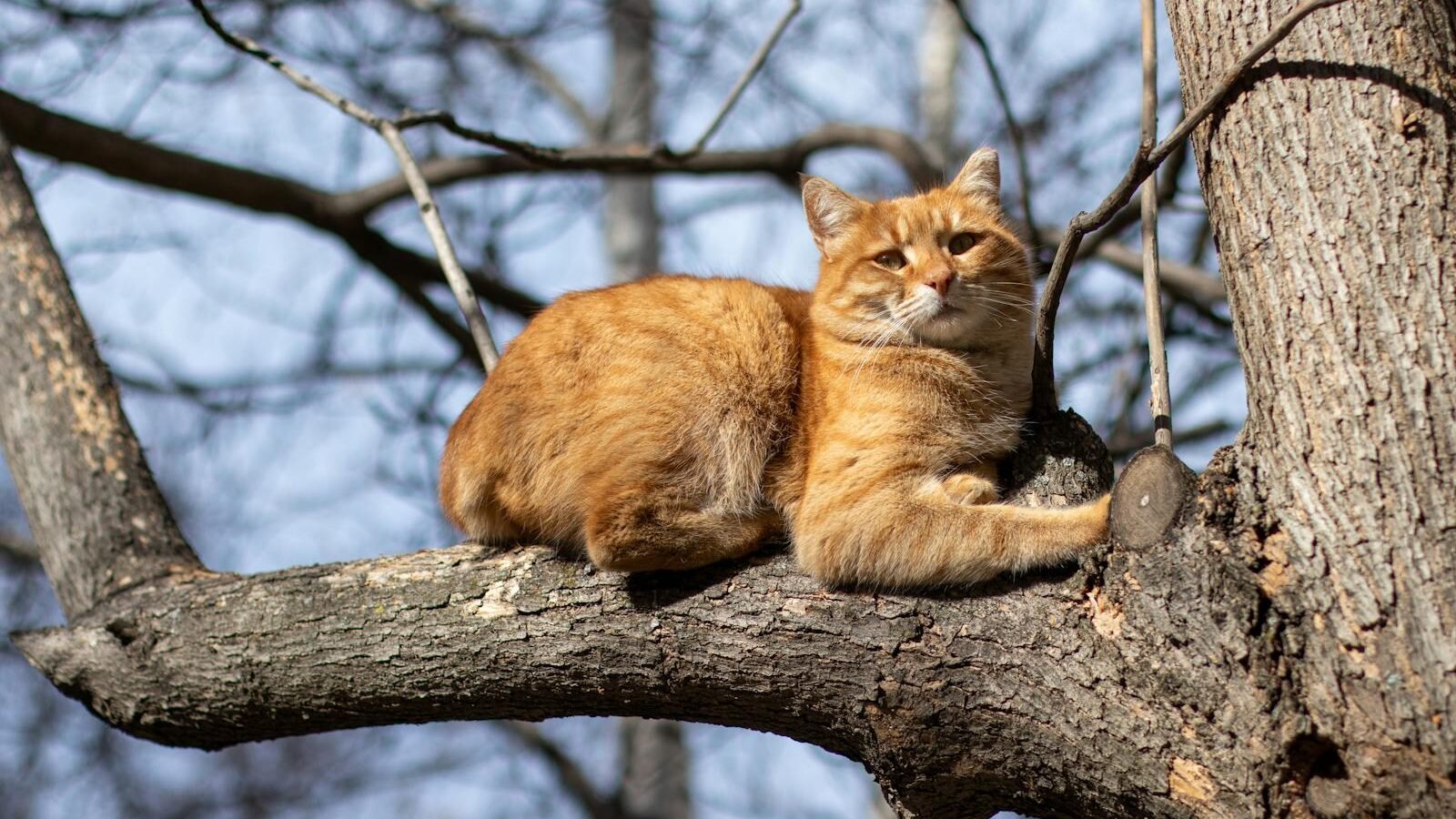 A ginger cat lounging comfortably on the branch of a tree on a sunny day, with bare branches and a clear blue sky in the background.