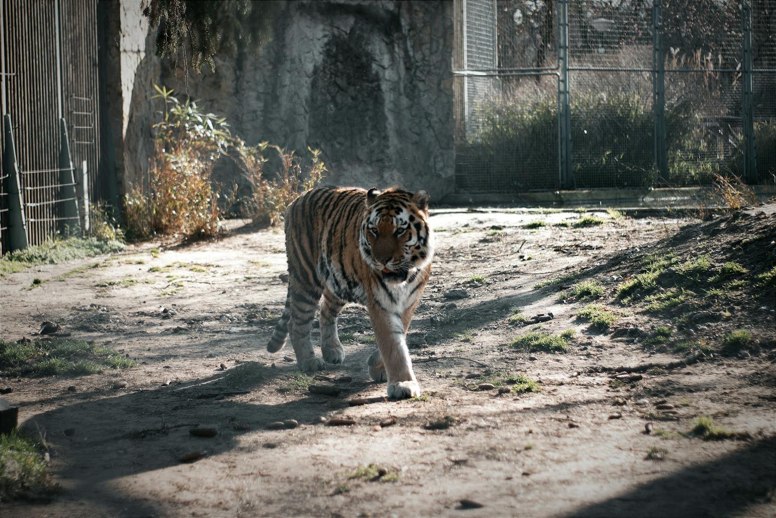 Captivity: A majestic tiger walks confidently within its zoo enclosure, showcasing its striking stripes.