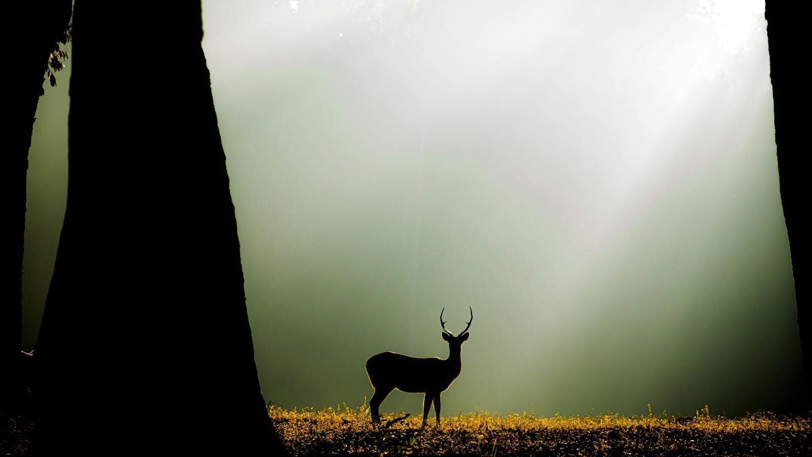 A serene scene of a deer standing in a sunlit forest clearing, surrounded by tall trees. Rays of sunlight pierce through the mist, creating a tranquil and ethereal atmosphere in the wilderness.