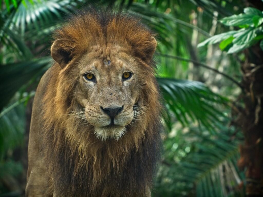 big cat roar differ across
