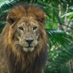 Captivity: Close-up of a regal lion with a majestic mane amidst lush jungle greenery.