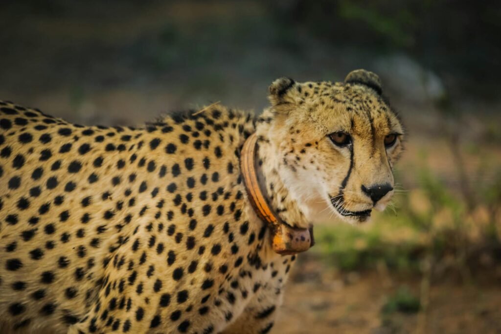 Close-up of a wild cheetah with a tracking collar in South Africa's wilderness.