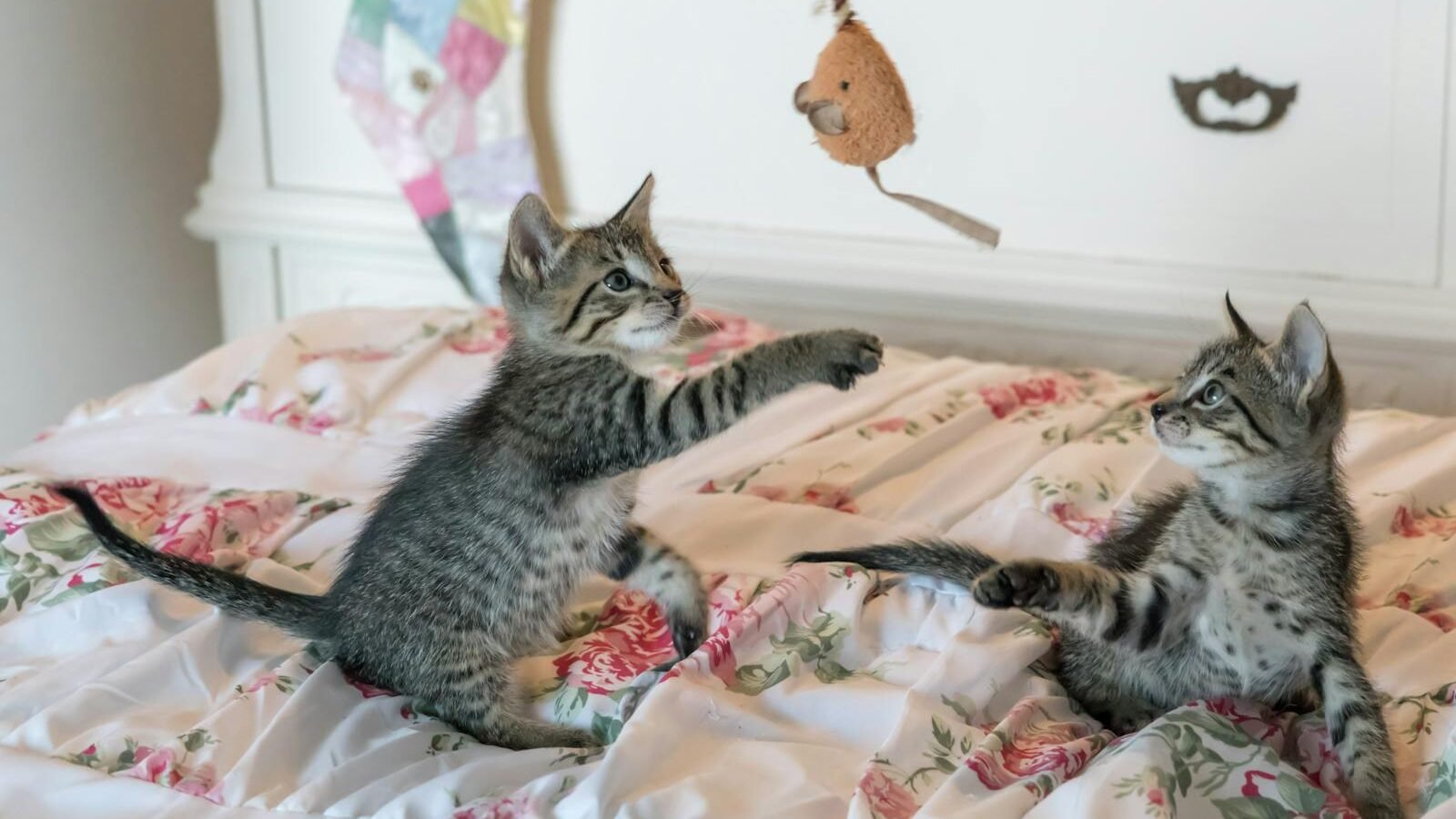 Two tabby kittens playing on a floral-patterned bedspread, swatting at a hanging toy mouse in a cozy indoor setting.