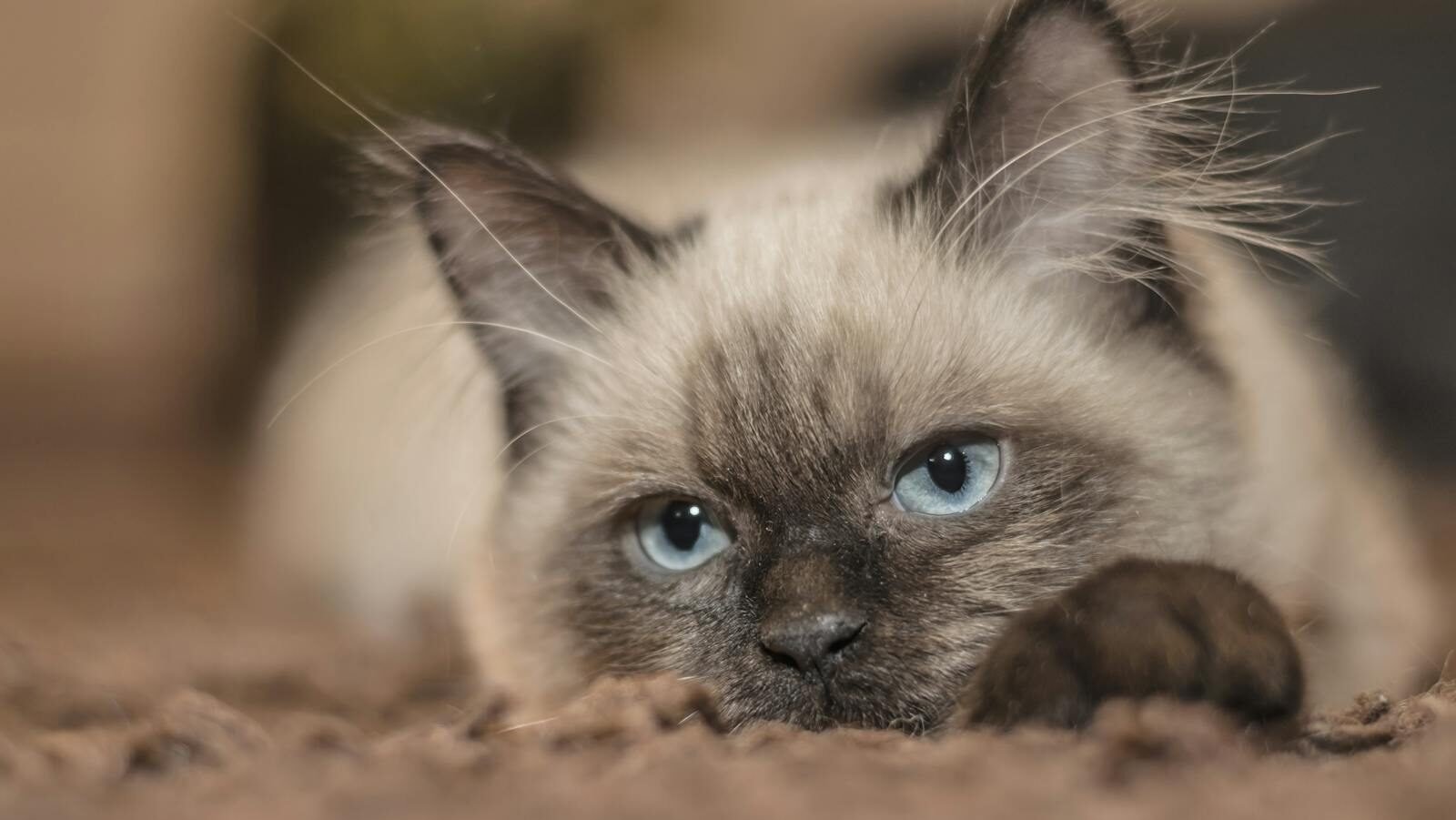 A serene Siamese cat with striking blue eyes lounging on a soft carpet. Perfect for pet lovers.