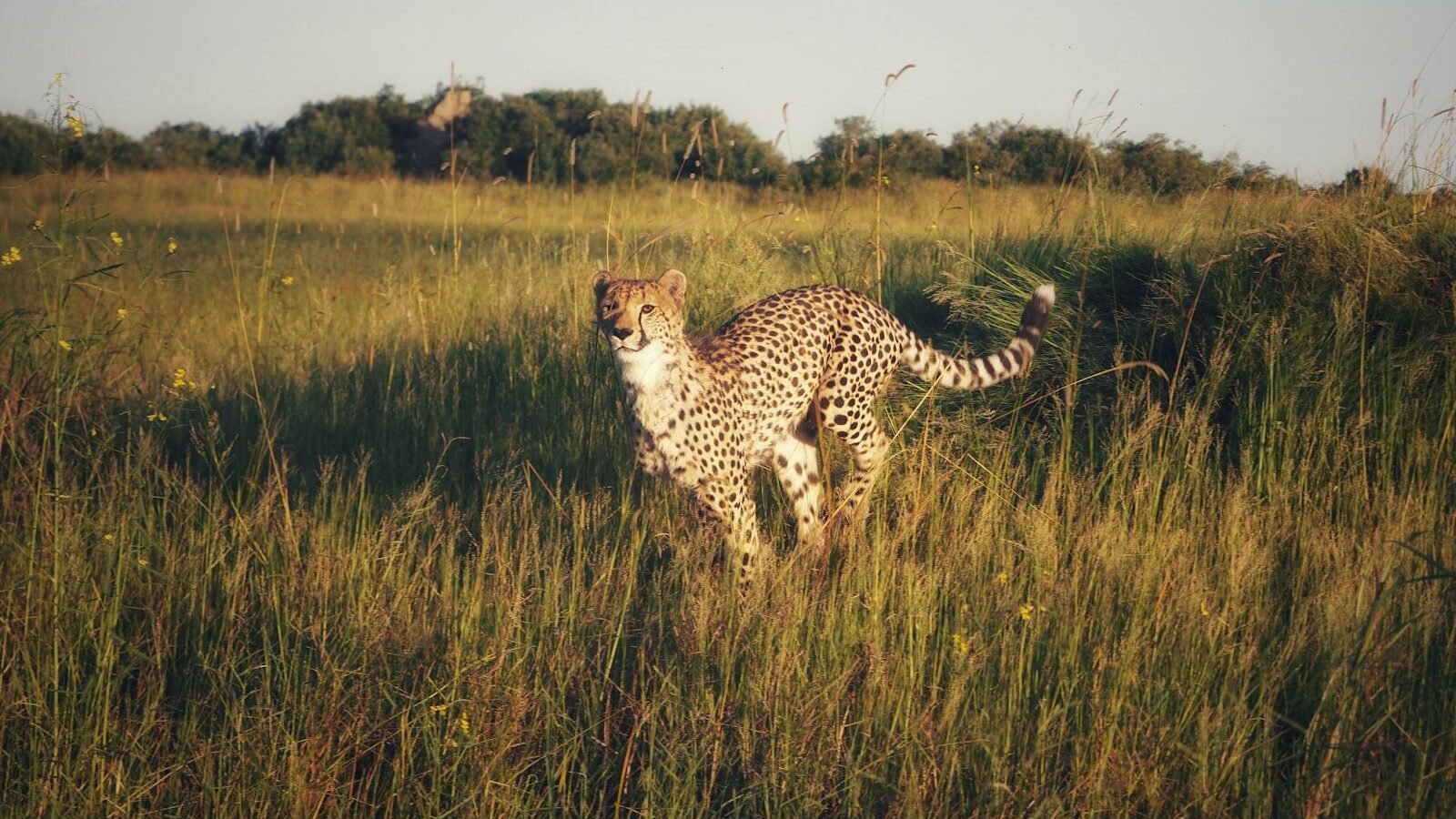 A cheetah standing in a grassy savanna, scanning its surroundings for prey, showcasing its keen hunting instincts and agility in the wild.