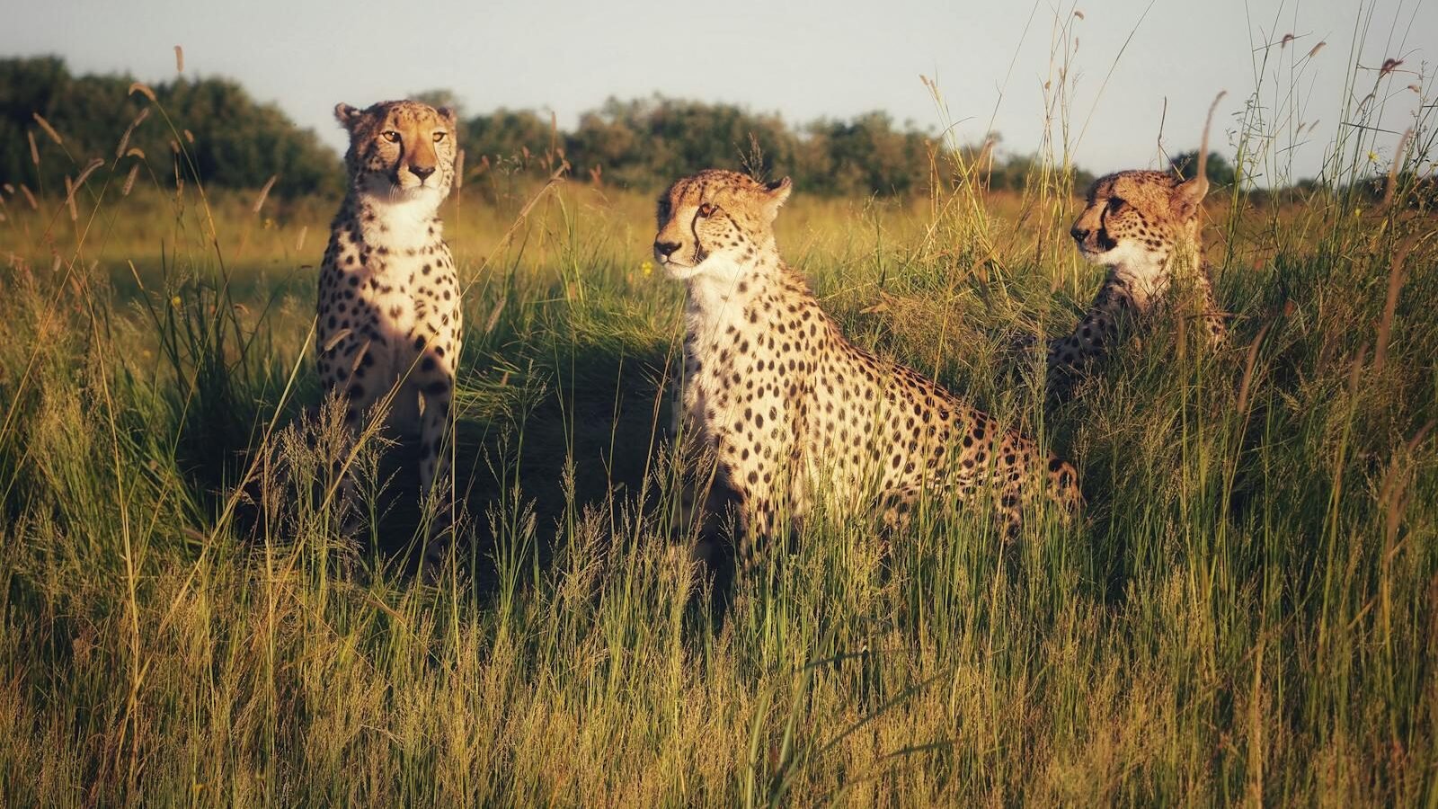 Three cheetahs sitting gracefully in tall grass in a savannah landscape, with greenery and an open sky in the background.