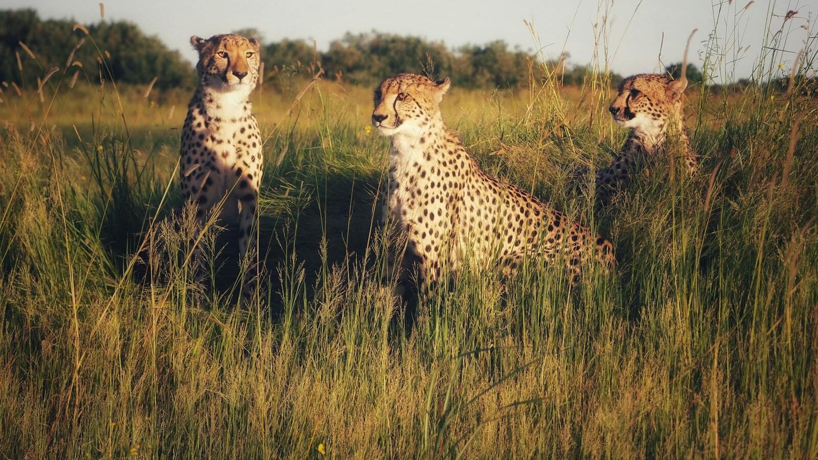 Three cheetahs sitting in tall grass on an open savanna, their spotted coats blending with the golden hues of the landscape. The backdrop includes distant trees under a clear sky, creating a serene wildlife scene.