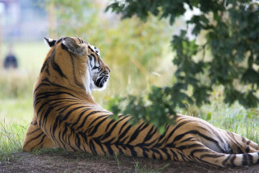 Close-up of a tiger lounging in the grass, showcasing its majestic striped fur in a natural habitat.