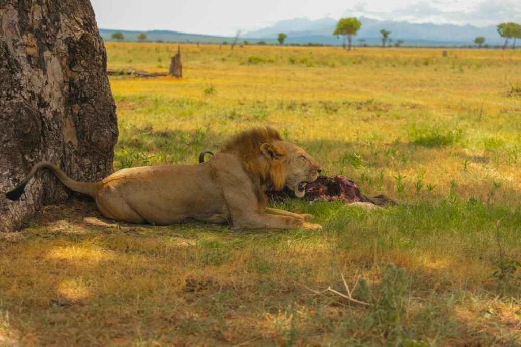 A lion feeding on its prey under the shade of a tree in a vast savanna, demonstrating the hunting instincts and survival behaviors of big cats in the wild.