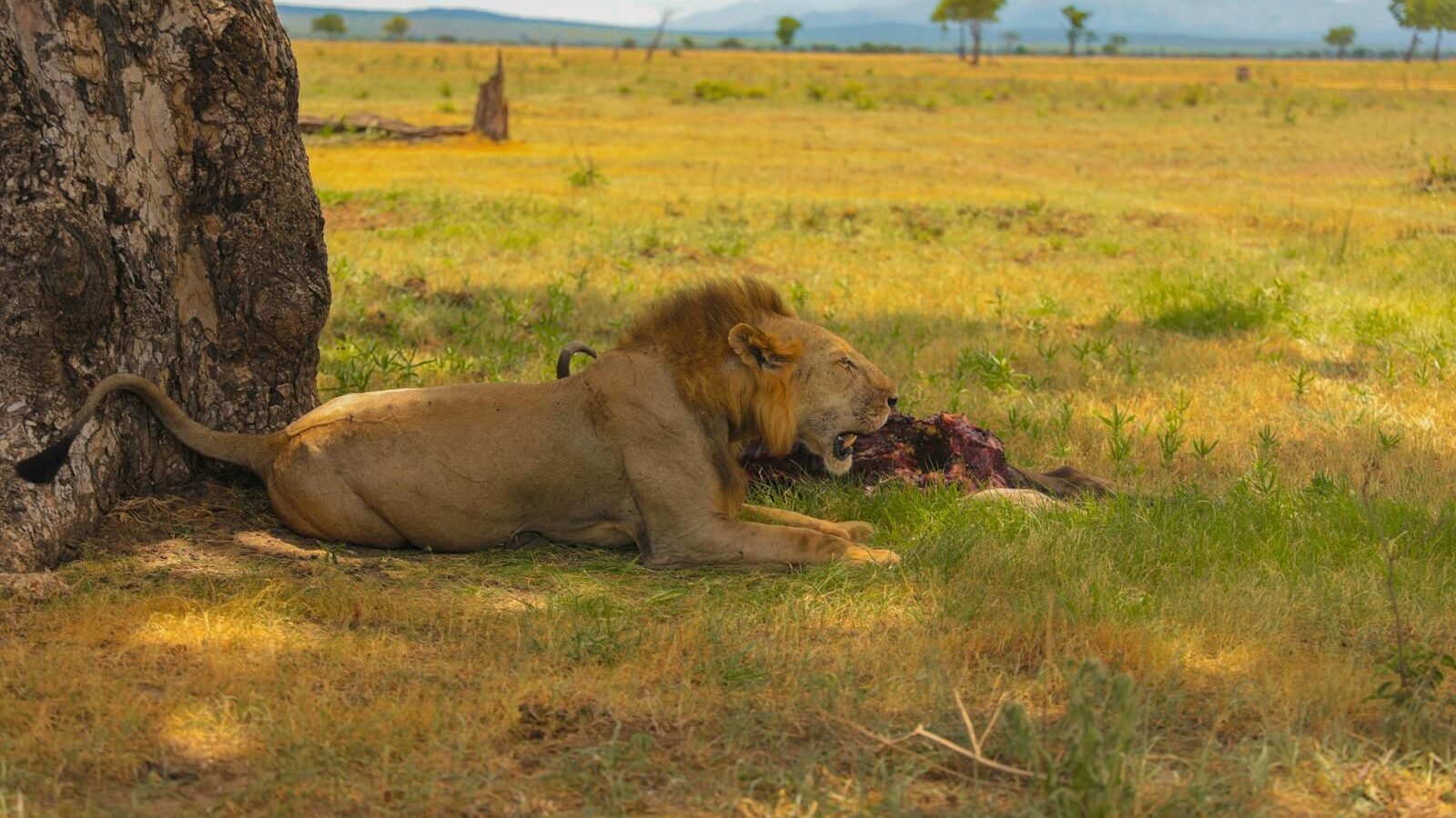 A lion feeding on its prey under the shade of a tree in a vast savanna, demonstrating the hunting instincts and survival behaviors of big cats in the wild.