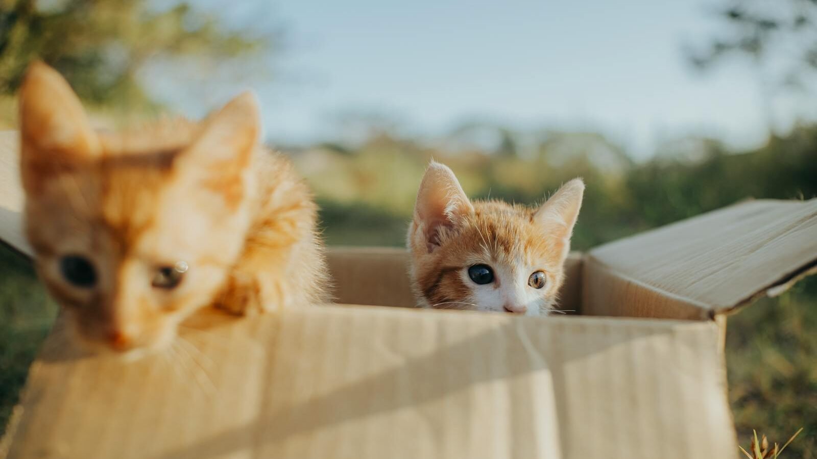 Two orange kittens playing inside a cardboard box in an outdoor setting, one peeking curiously out while the other climbs over the edge, bathed in warm sunlight