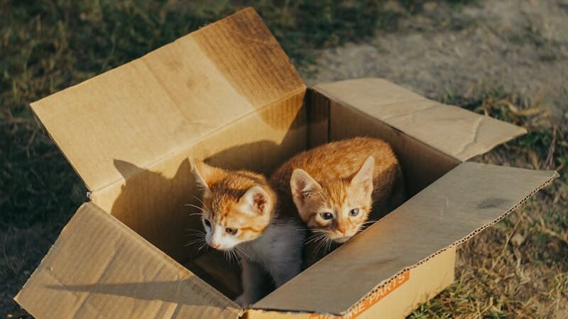 Two orange and white kittens sitting inside a cardboard box placed on grassy ground, bathed in warm natural sunlight