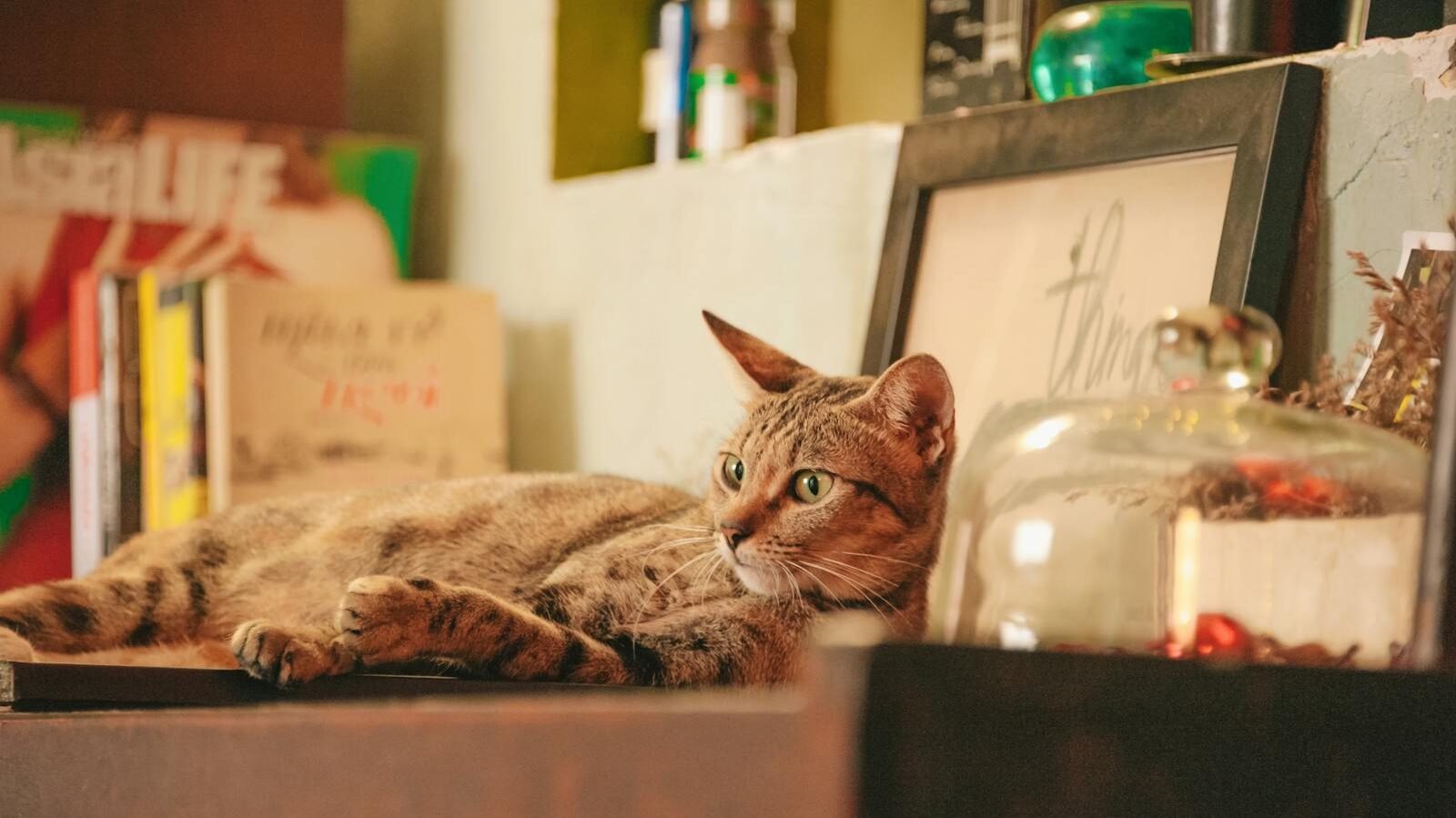 A tabby cat lounging on a wooden shelf surrounded by books, framed art, and decorative items in a cozy indoor setting.