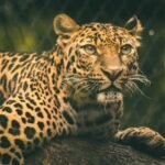 Captivity: A detailed close-up of a leopard resting in a zoo, showcasing its vibrant spots and intense eyes.