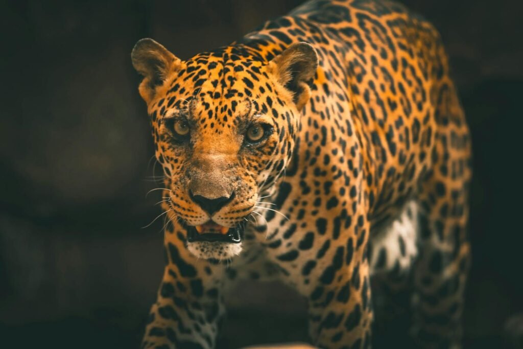 cat research: A striking leopard prowling gracefully, showcasing its natural beauty and strength in wildlife habitat.