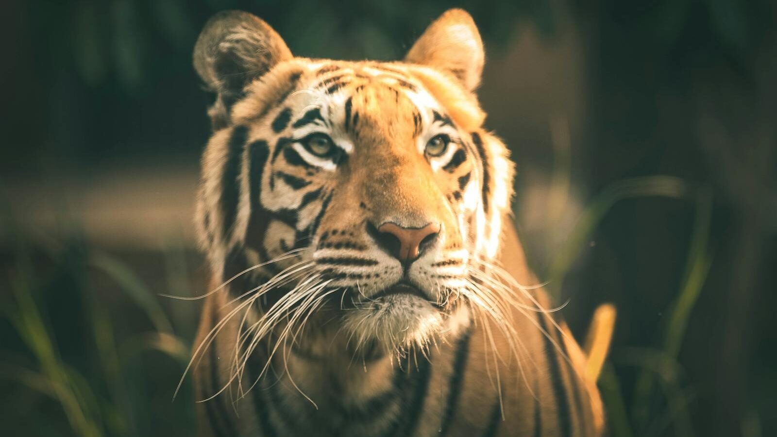A close-up of a Bengal tiger gazing upward with a focused expression. Its striking orange coat, black stripes, and white facial markings stand out against a blurred natural background.