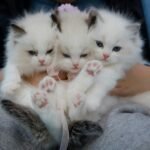 Three adorable white kittens with fluffy fur and blue eyes being gently held by a person wearing a blue jacket and grey pants.