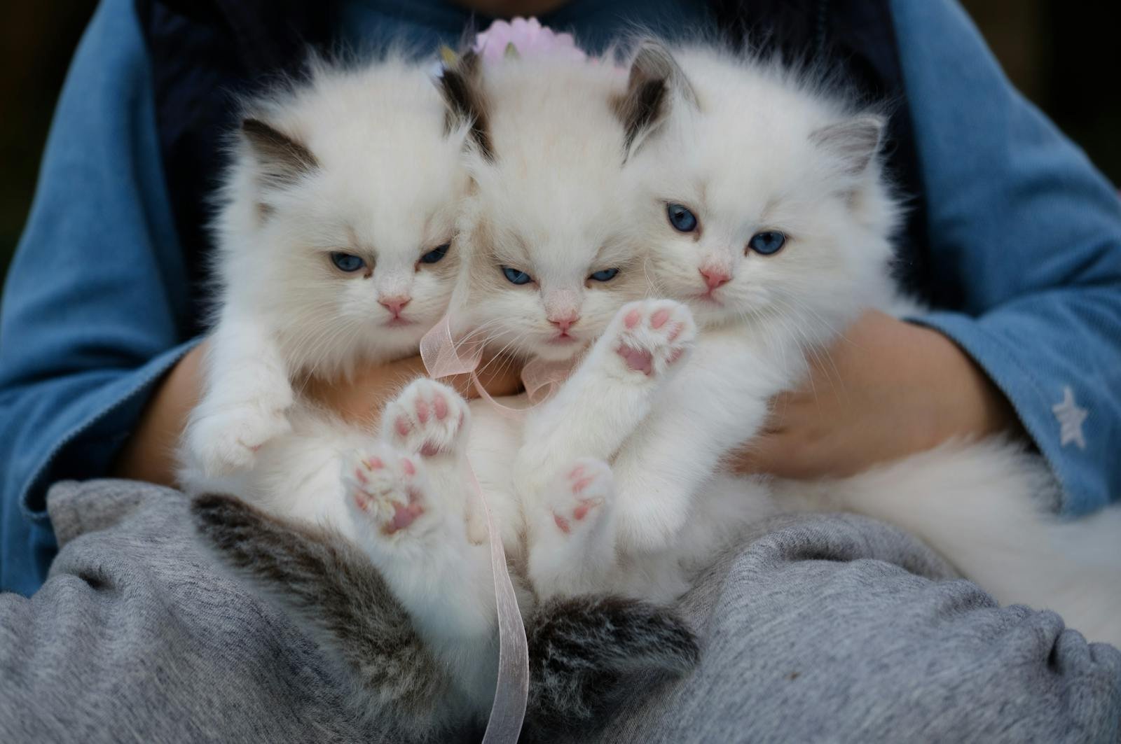 Three adorable white kittens with fluffy fur and blue eyes being gently held by a person wearing a blue jacket and grey pants.