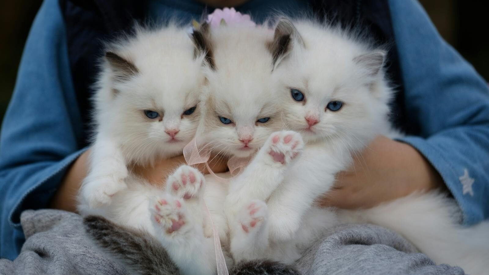 Three fluffy white kittens with blue eyes being gently held, showing their soft pink paws and playful expressions.