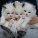 Three fluffy white kittens with blue eyes being gently held by a person, showcasing their tiny pink paws and soft fur, exuding cuteness and innocence