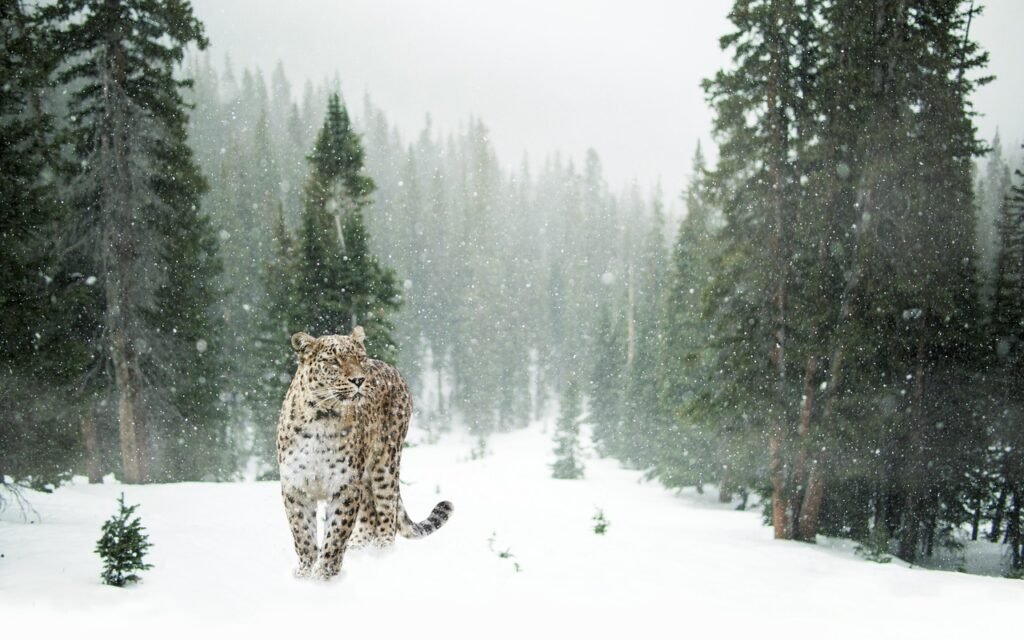leopard, snow leopard, snow, winter, forest, portrait, close up, animal world, cat, feline, wild cat, animal, wildlife, wildlife photography, leopard, leopard, leopard, snow leopard, snow leopard, pet, snow leopard, snow leopard, snow leopard, snow, snow, snow, winter, winter, cat, cat, nature, cat, wildlife