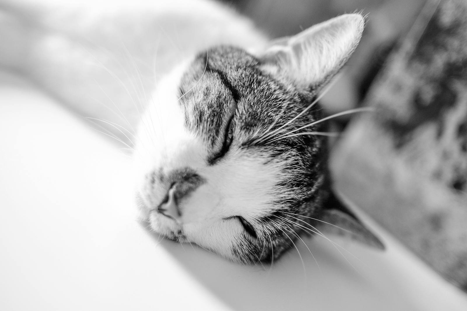 Photo by Francesco Ungaro Cats dream: Close-up of a peacefully sleeping cat, captured in black and white.